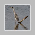 Heron