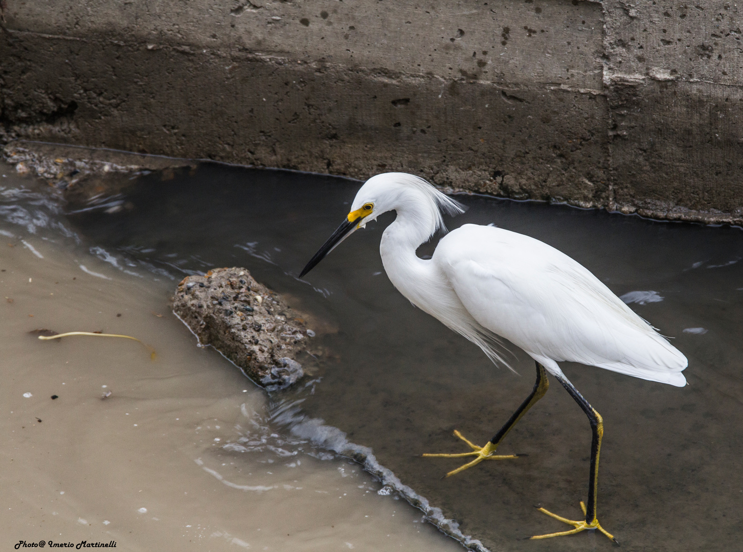 Heron - Cartagena - Colombia