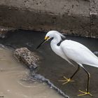 Heron - Cartagena - Colombia