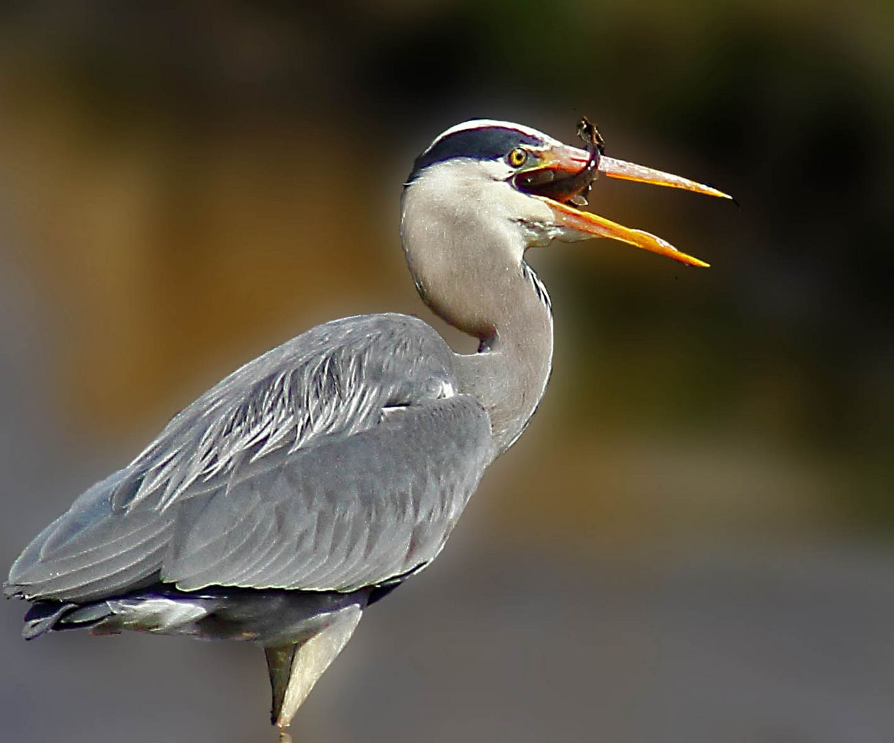 Heron catches fish