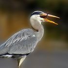 Heron catches fish