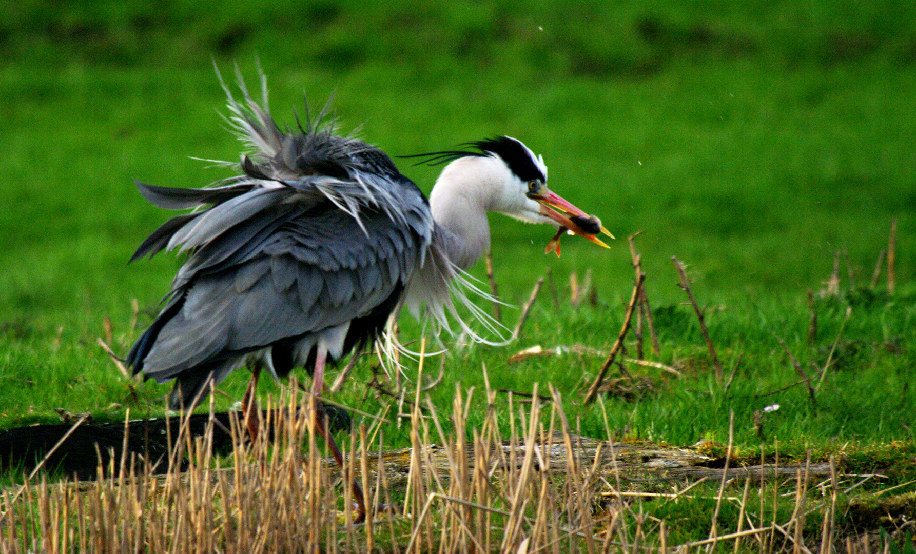 Heron catching a fish!