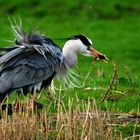 Heron catching a fish!