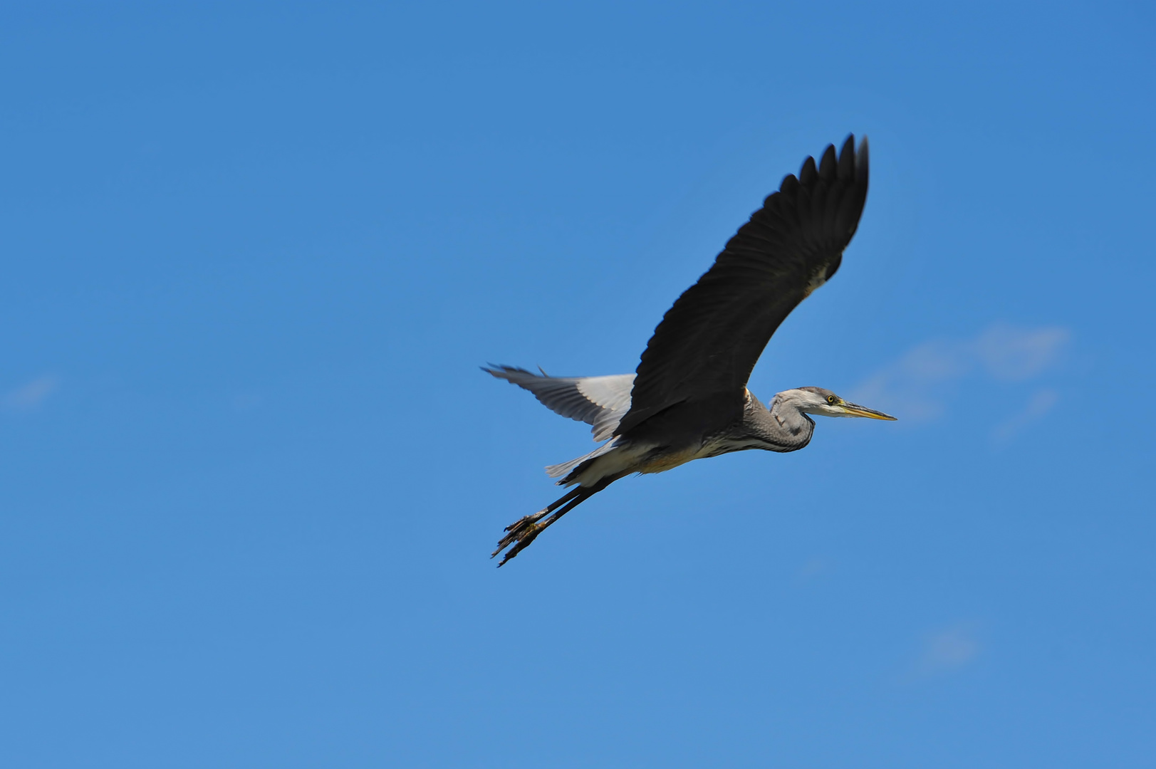 heron