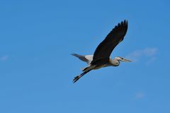 heron