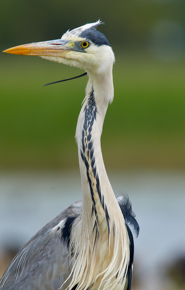 Heron cendé