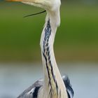 Heron cendé