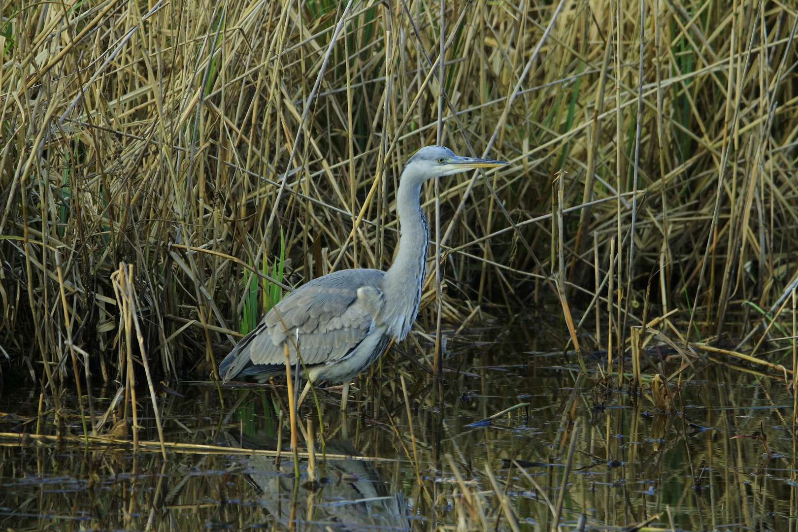 Heron cendré