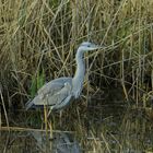 Heron cendré