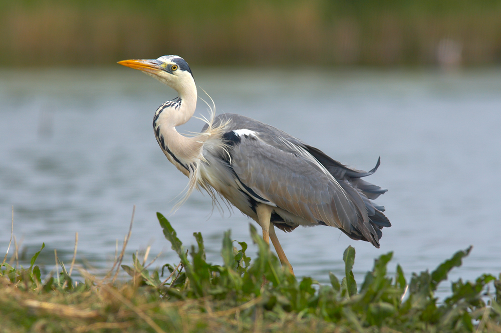 Heron cendré 2