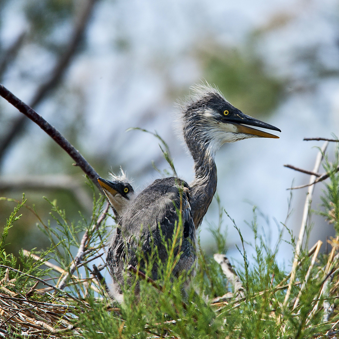 Heron Cendre Photo Et Image Animaux Animaux Sauvages Oiseaux Images Fotocommunity