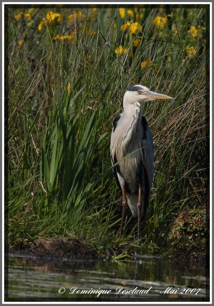 Heron Cendré