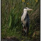 Heron Cendré