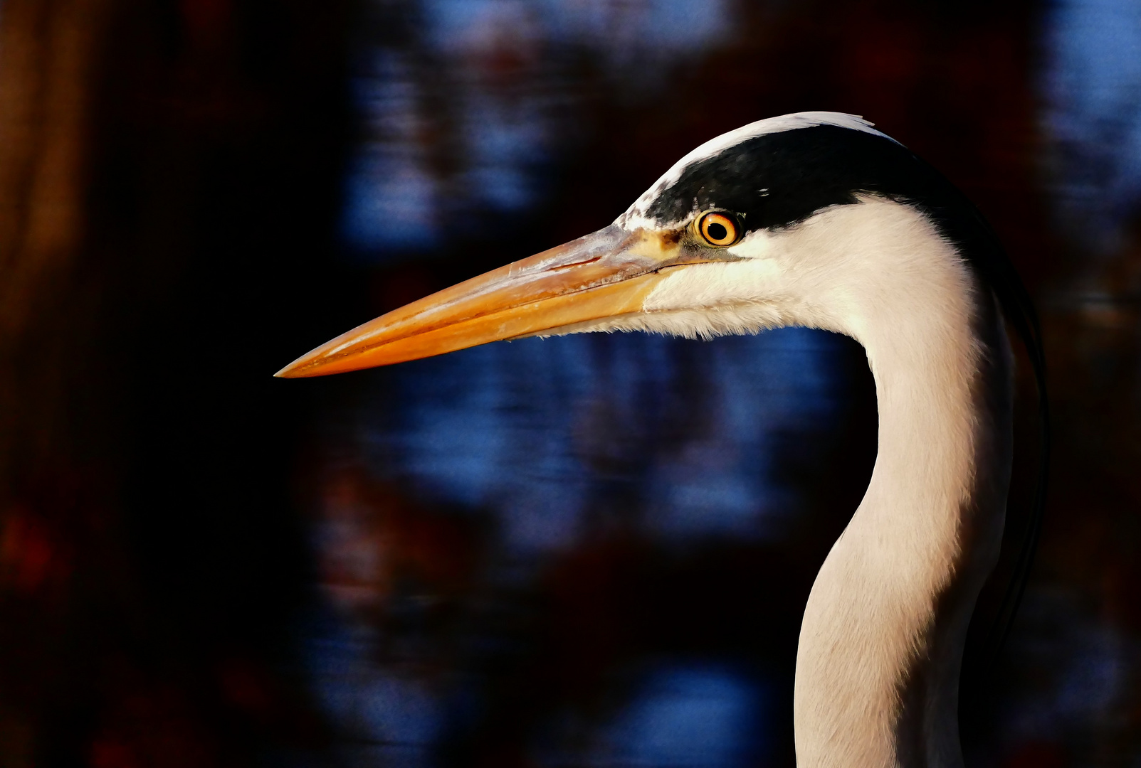 heron cendré