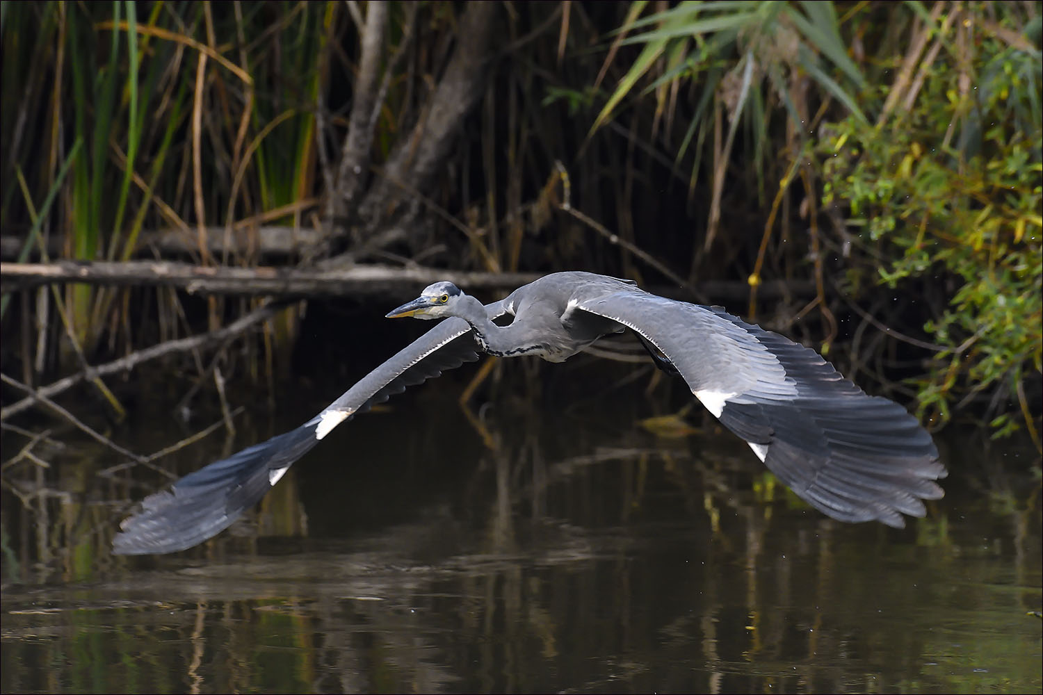 Heron cendré