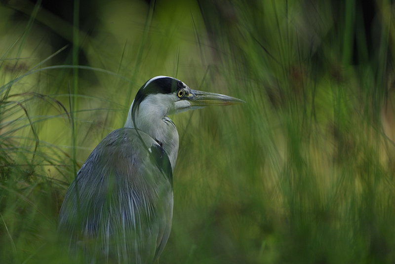 Heron cendre