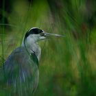 Heron cendre