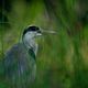 Heron cendre