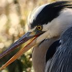 Heron cendré