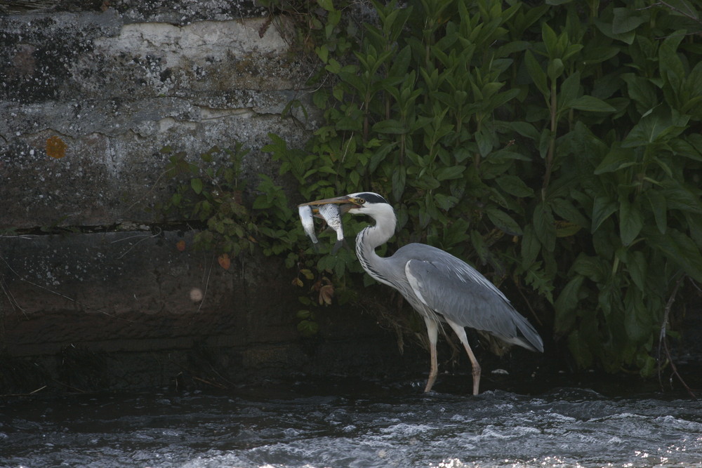 héron cendré à la pêche