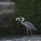 héron cendré à la pêche