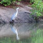 heron cendre