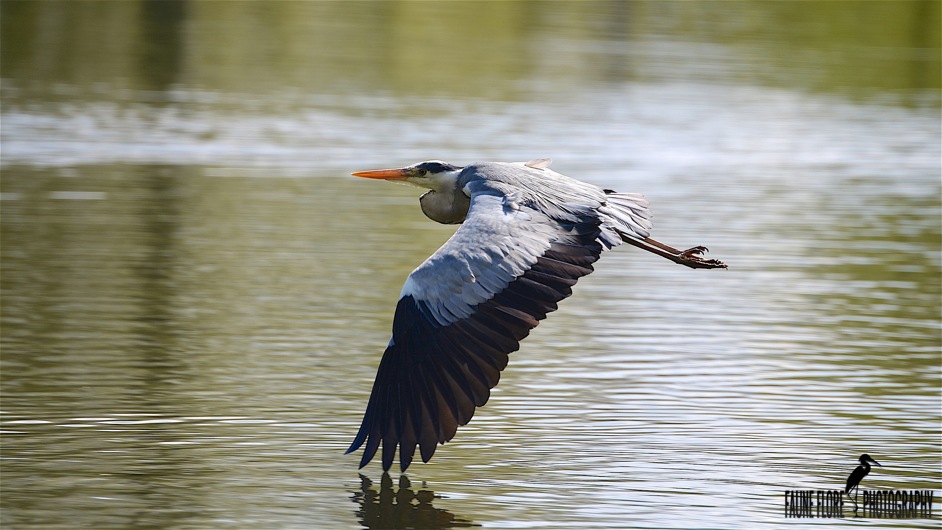 Héron cendré (Ardea cinerea)