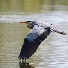 Héron cendré (Ardea cinerea)