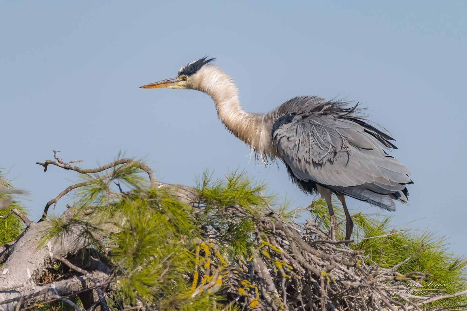 Héron cendré (Ardea cinerea)