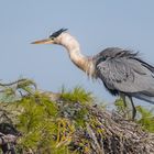 Héron cendré (Ardea cinerea)