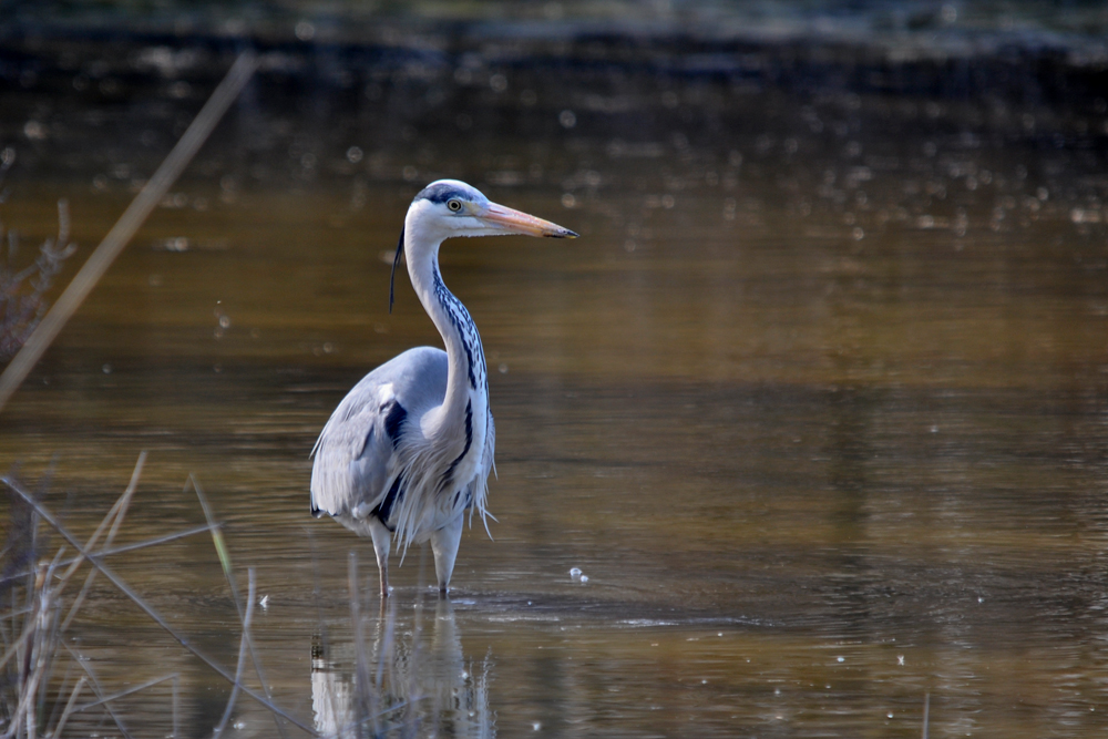 Héron cendré au Parc Ornithologique de Pont de Gau