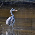 Héron cendré au Parc Ornithologique de Pont de Gau