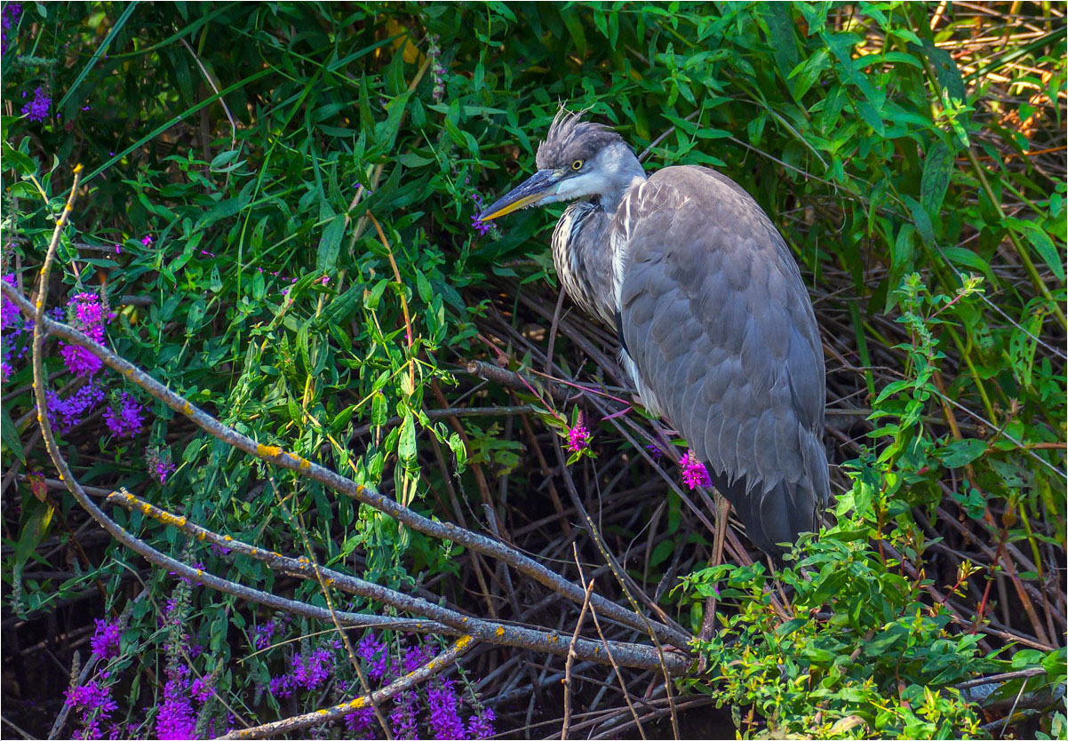 Heron cendré