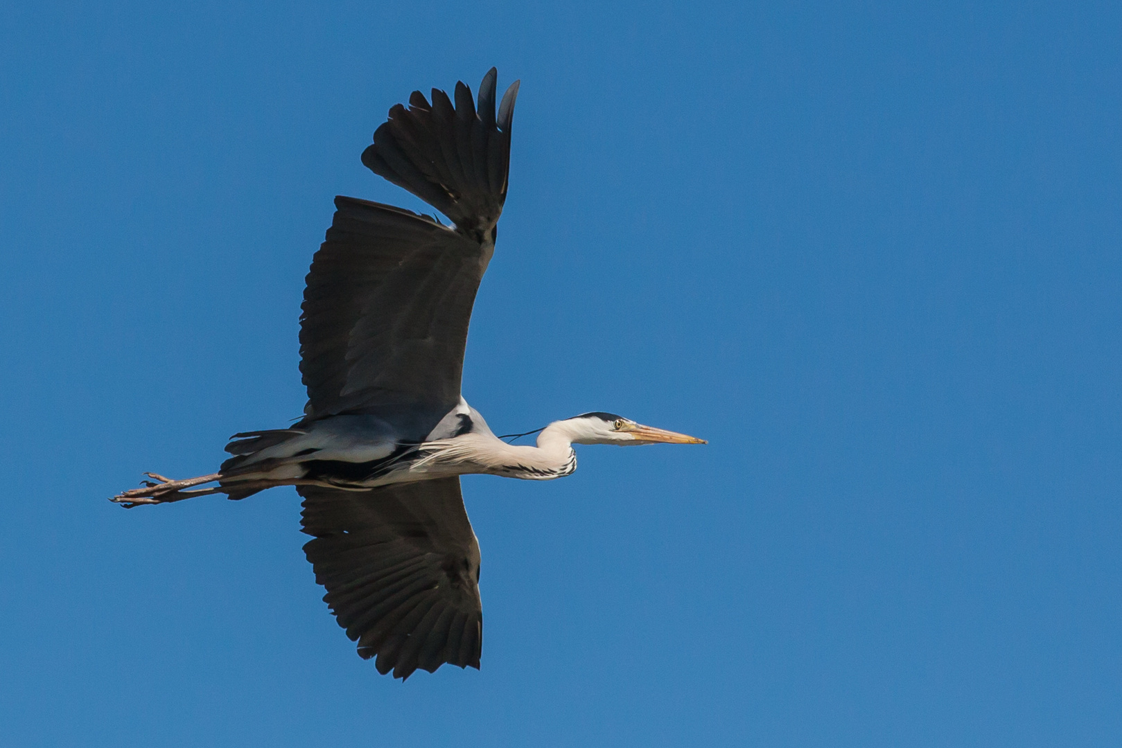 Héron cendré (Camargue)