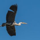 Héron cendré (Camargue)