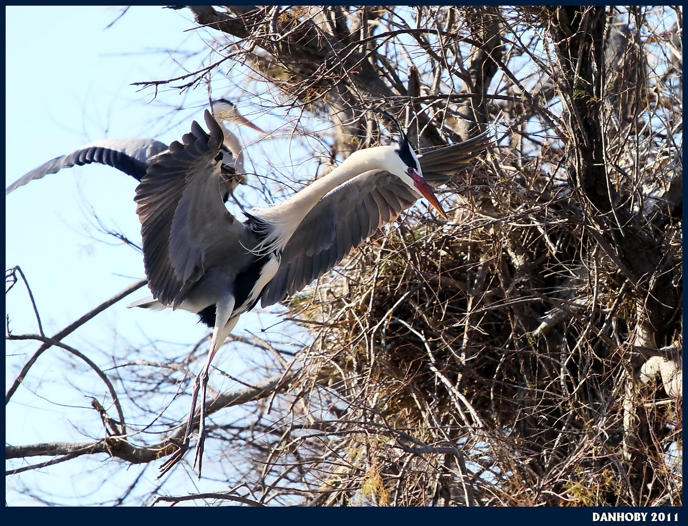 HERON CENDRE