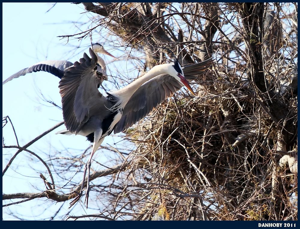 HERON CENDRE