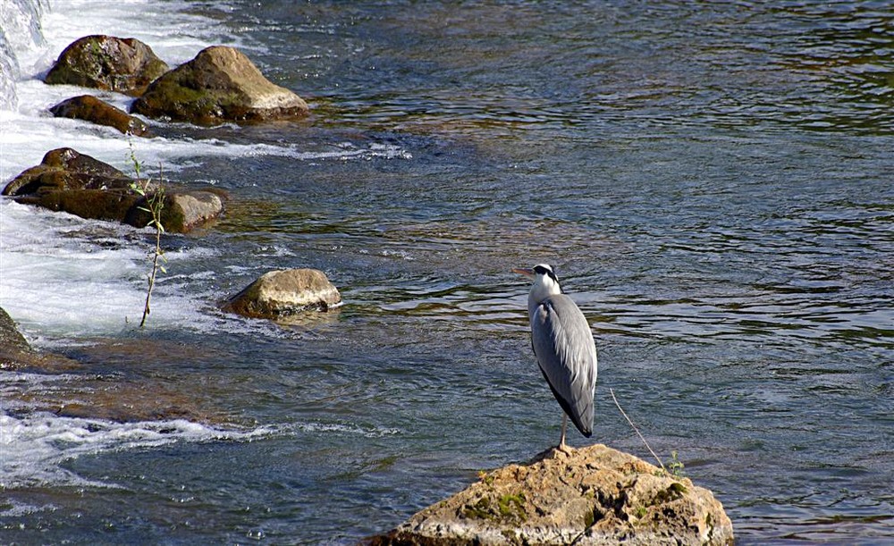 heron cendre de marc berger de marc berger 48 