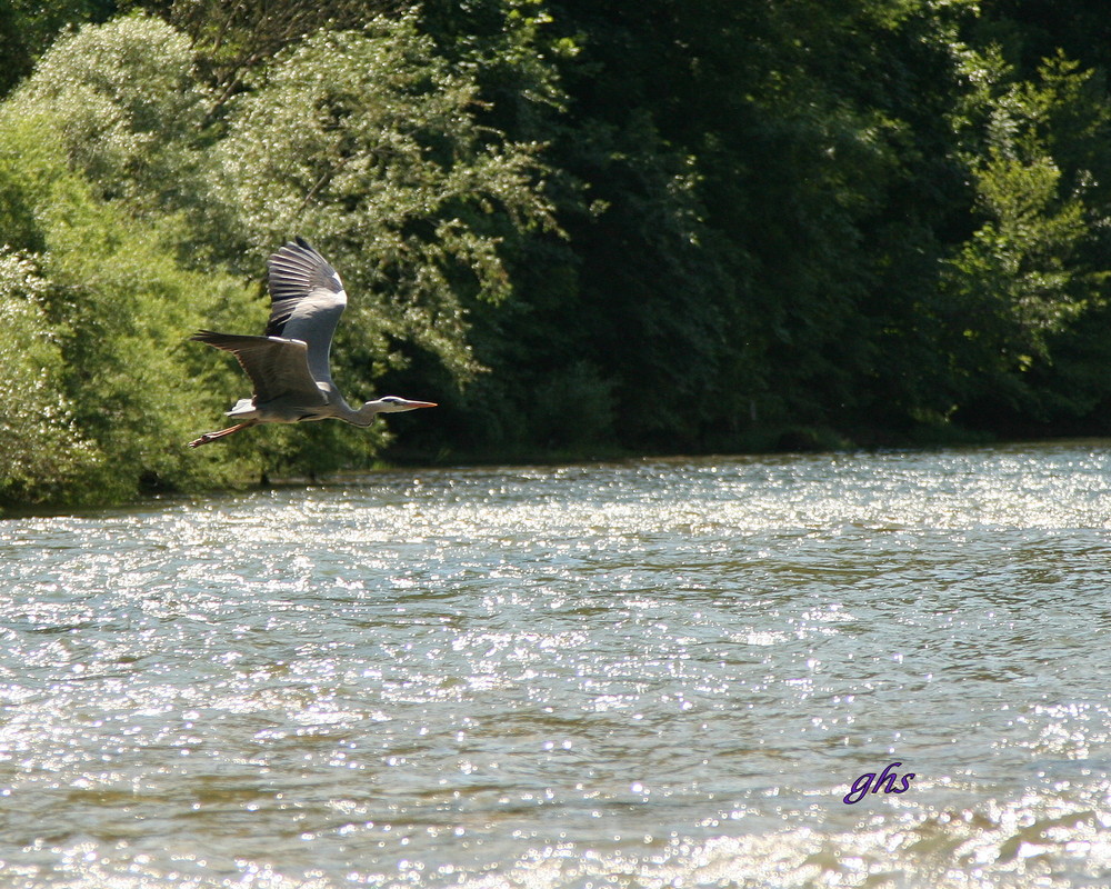 heron cendre de millau