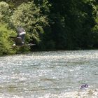 heron cendre de millau