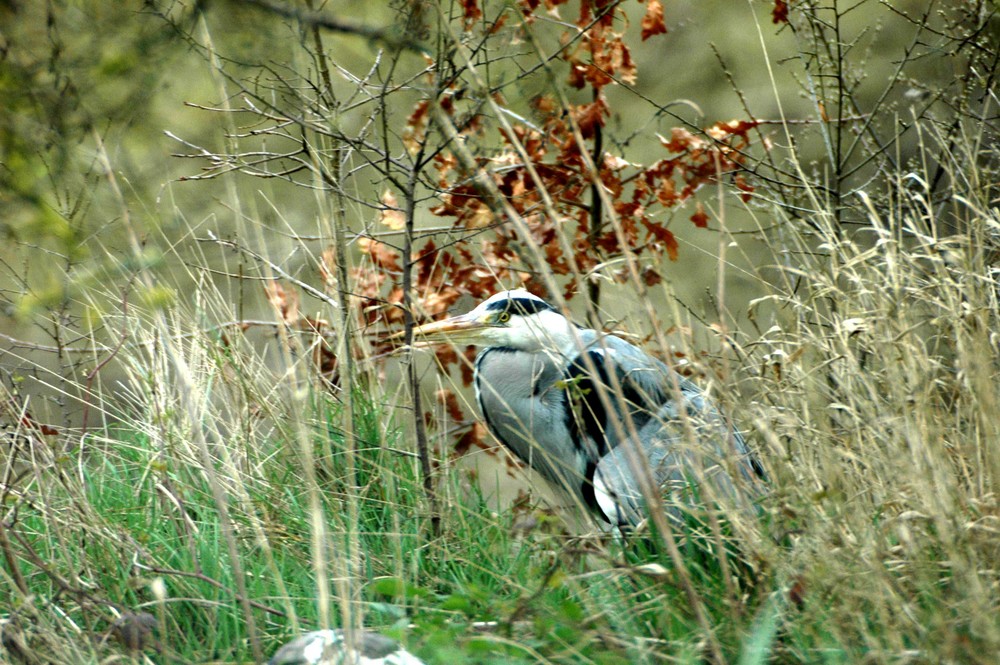 Heron cendre