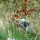 Heron cendre