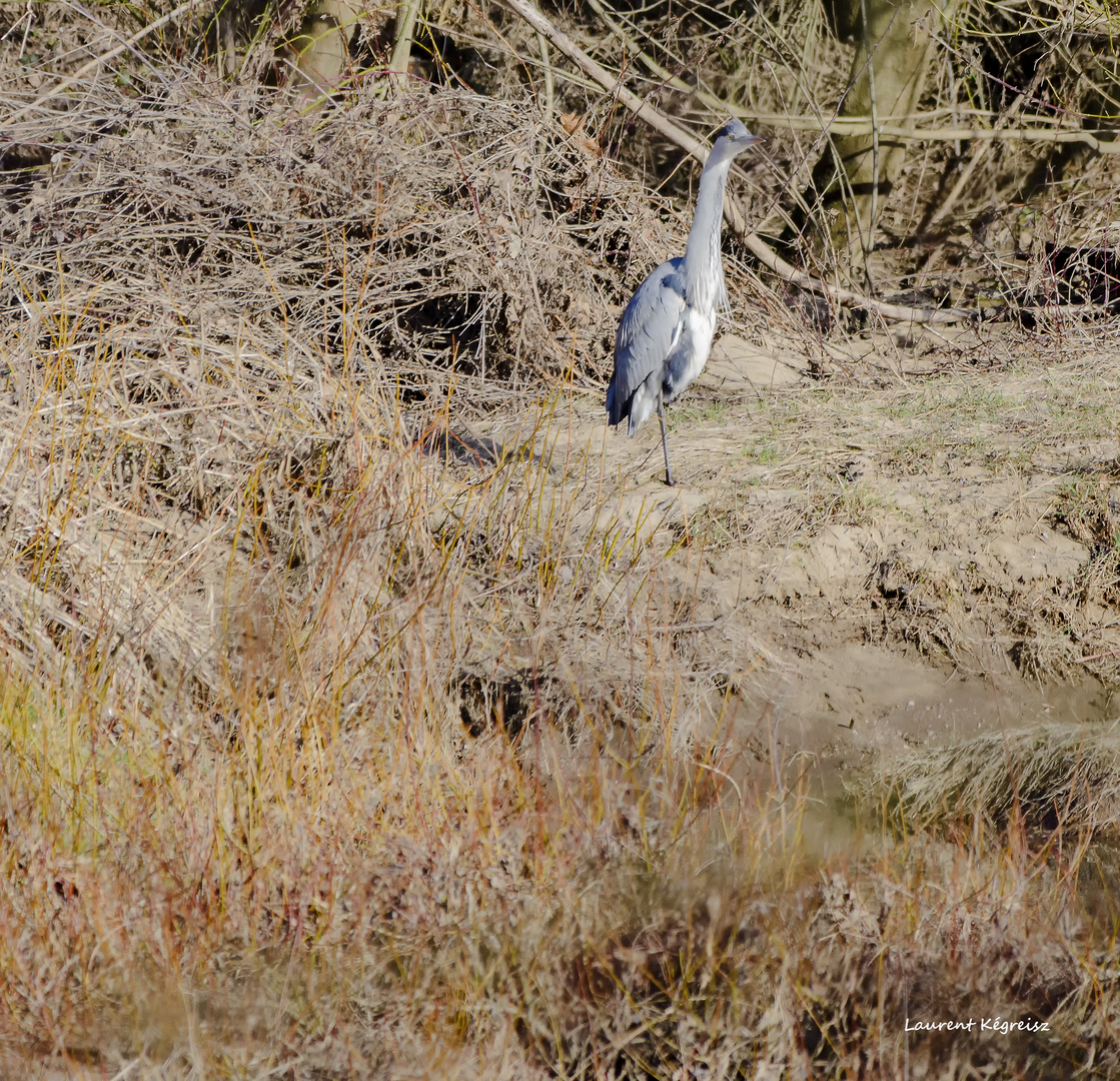 Héron cendré en bord de loire