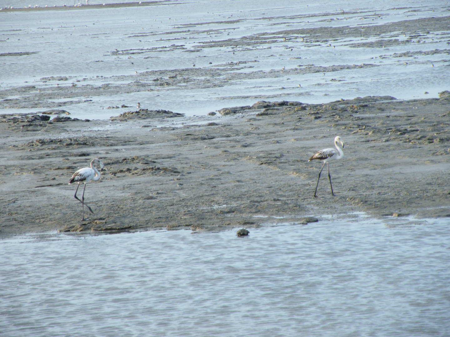 Héron cendré en Camargue