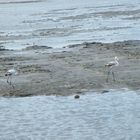 Héron cendré en Camargue