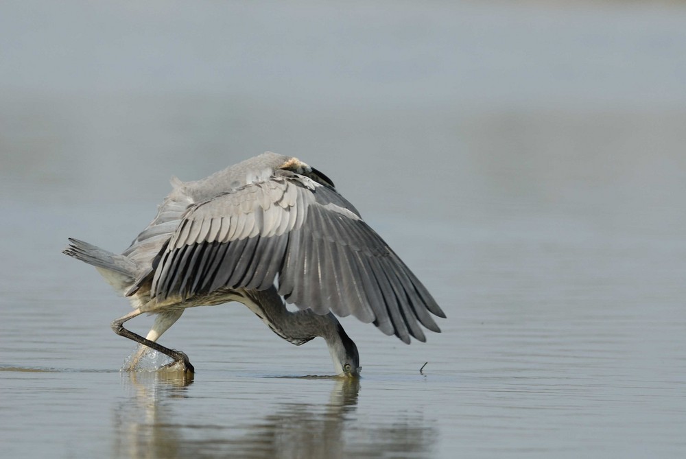 Héron cendré en pêche