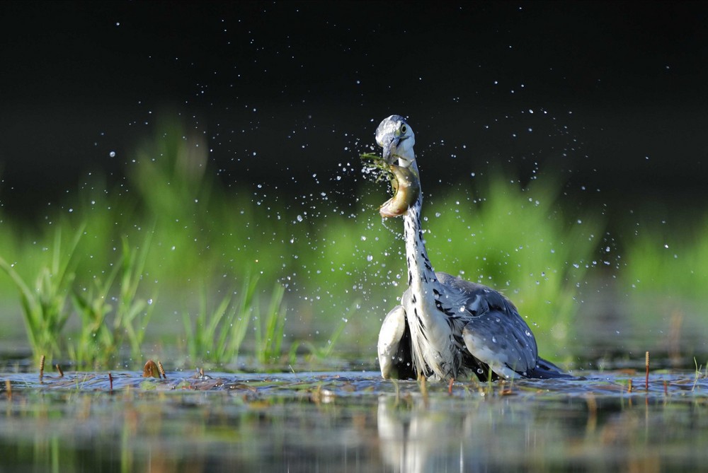 Héron cendré et sa capture