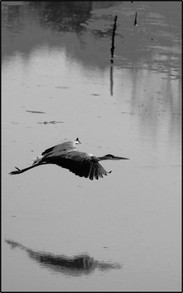 heron cendré ( lac du gué gorand )