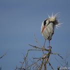 Héron cendré plumes au vent