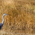 Héron cendré sur De Slufter "Texel- Hollande"